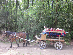 Excursió a la Granja P3