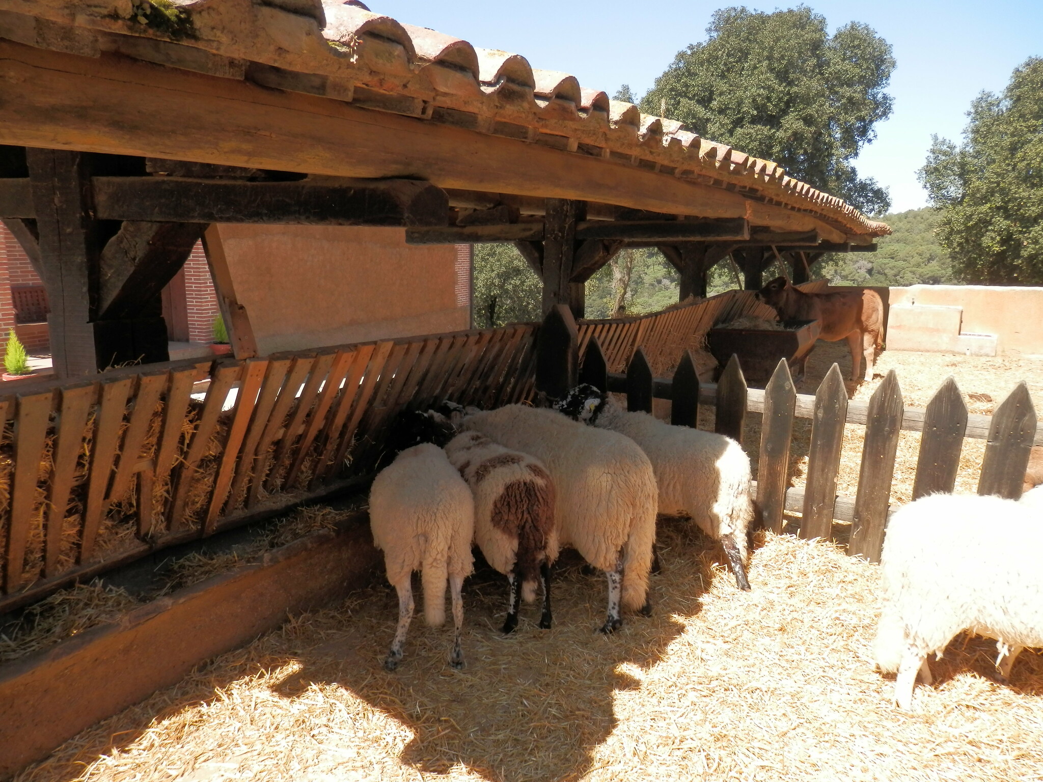 Excursió La Granja P4