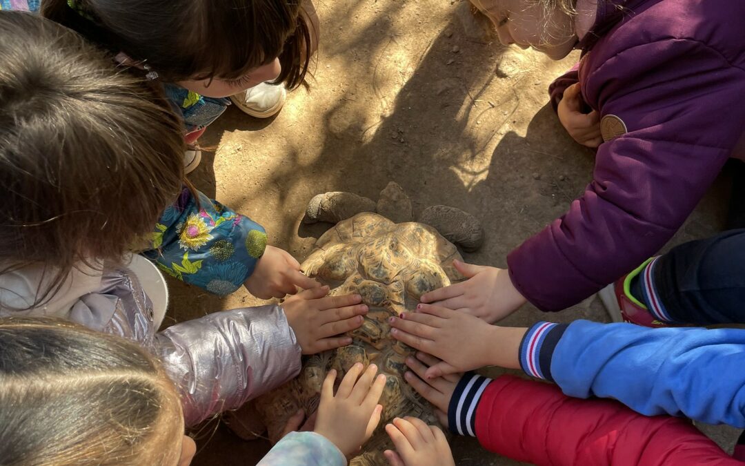 I5 d’excursió: Toca toca d’animals salvatges